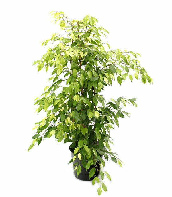 Golden-Ficus