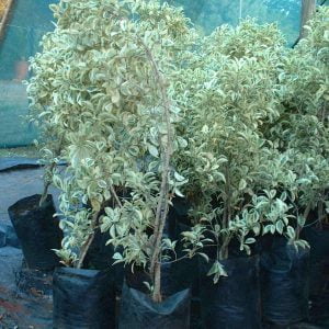 Ficus-Hawaii