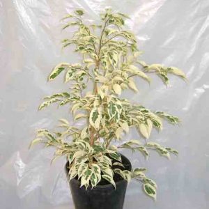 Ficus-Starlight
