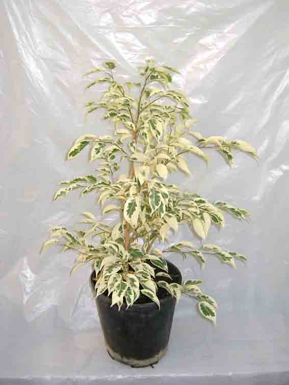 Ficus-Starlight