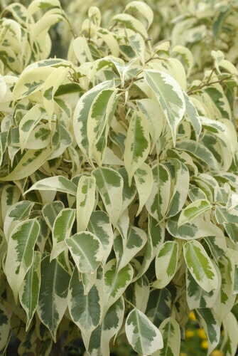 Ficus-Starlight