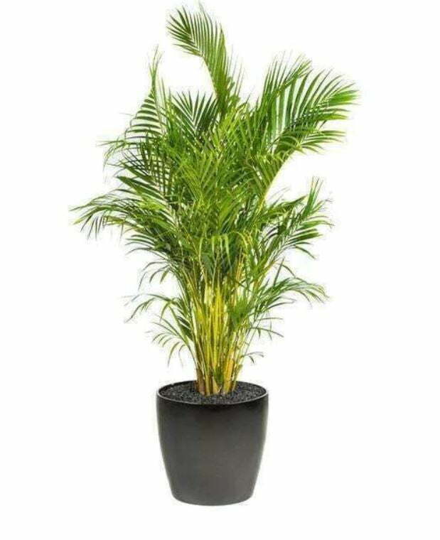 Golden-Palm