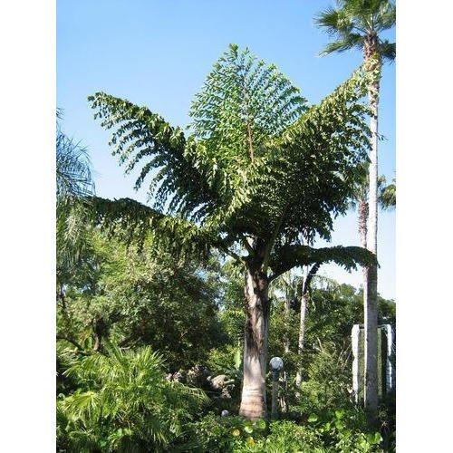 Fishtail-Palm