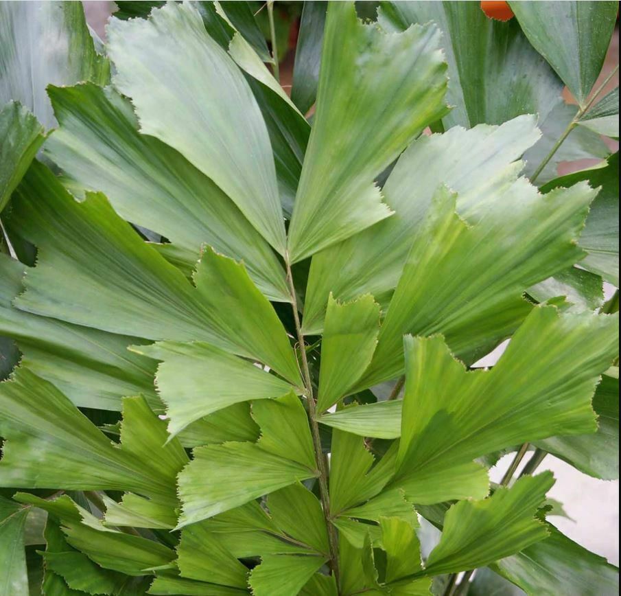 Fishtail-Palm
