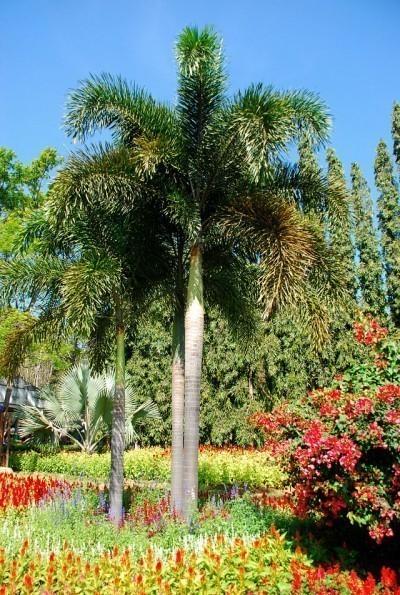 Foxtail-Palm