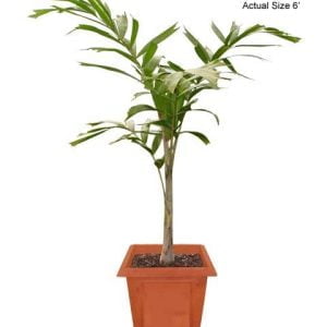 Foxtail-Palm