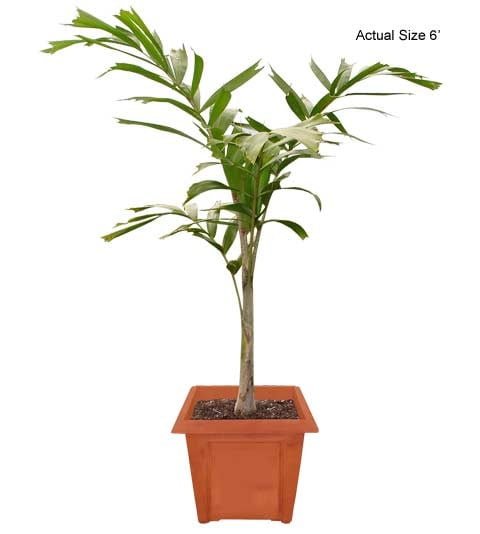 Foxtail-Palm