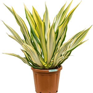 Furcraea-Plant