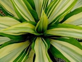 Furcraea-Plant
