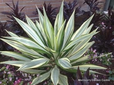 Furcraea-Plant