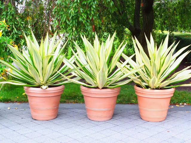 Furcraea-Plant