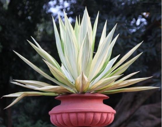 Furcraea-Plant