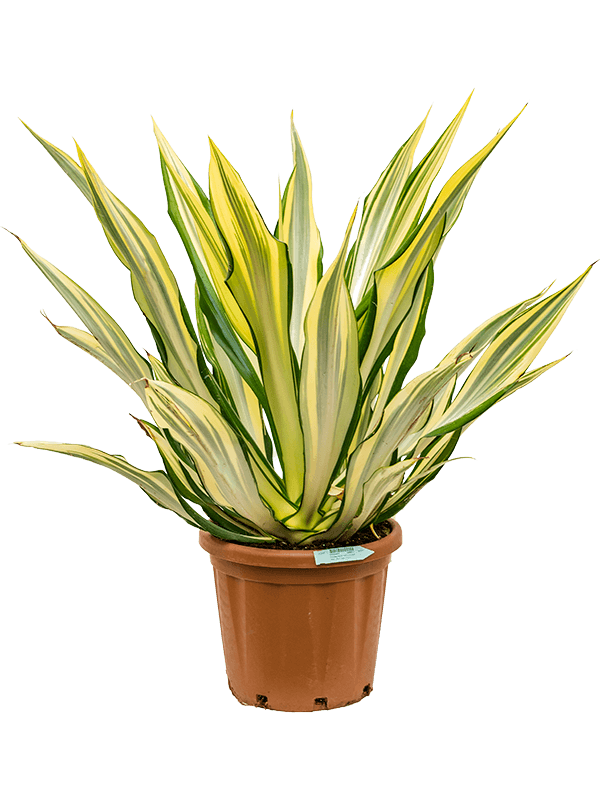 Furcraea-Plant