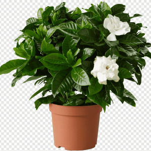 Gardenia-Florida