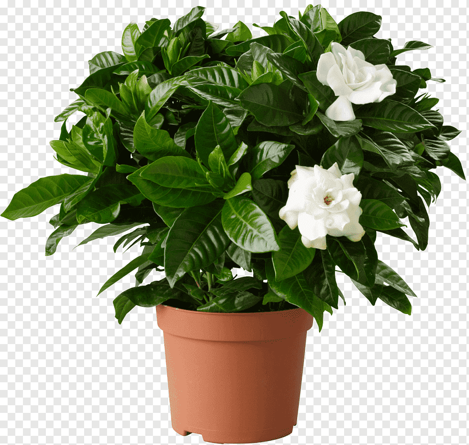 Gardenia-Florida