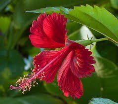 Hibiscus