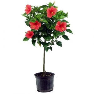 Hibiscus