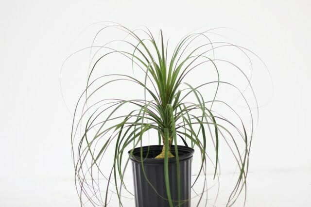 Ponytail-Palm