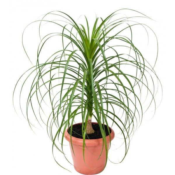 Ponytail-Palm