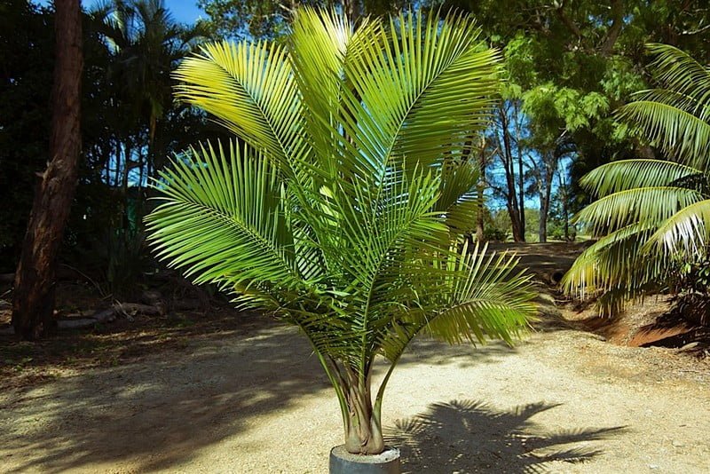 Ravenea-Palm