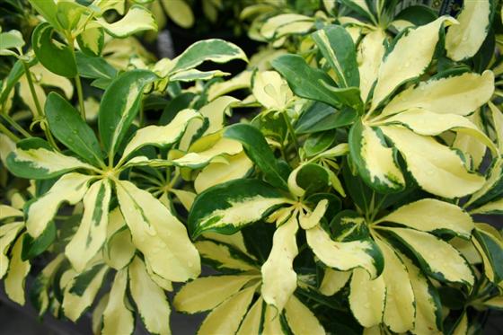 Schefflera