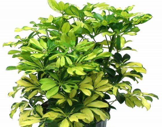 Schefflera