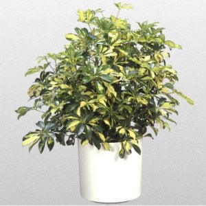 Schefflera