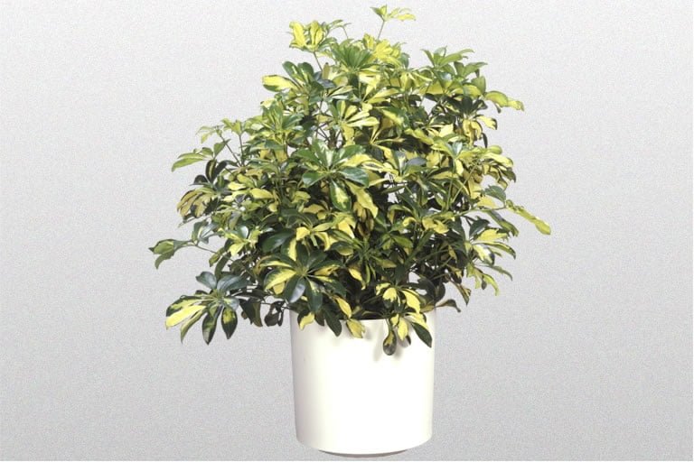 Schefflera