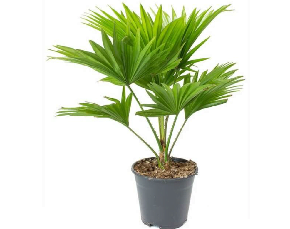 Table-Palm