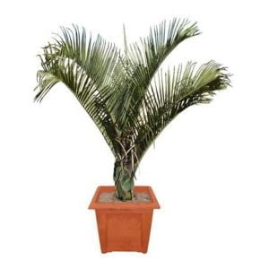 Triangle-Palm