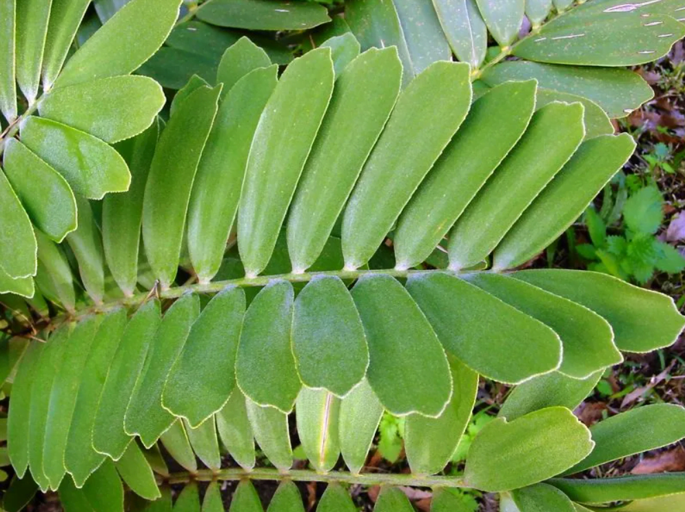 Zamia-Palm
