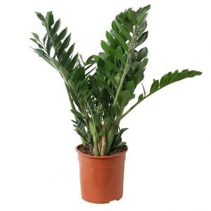 Zamia-Palm