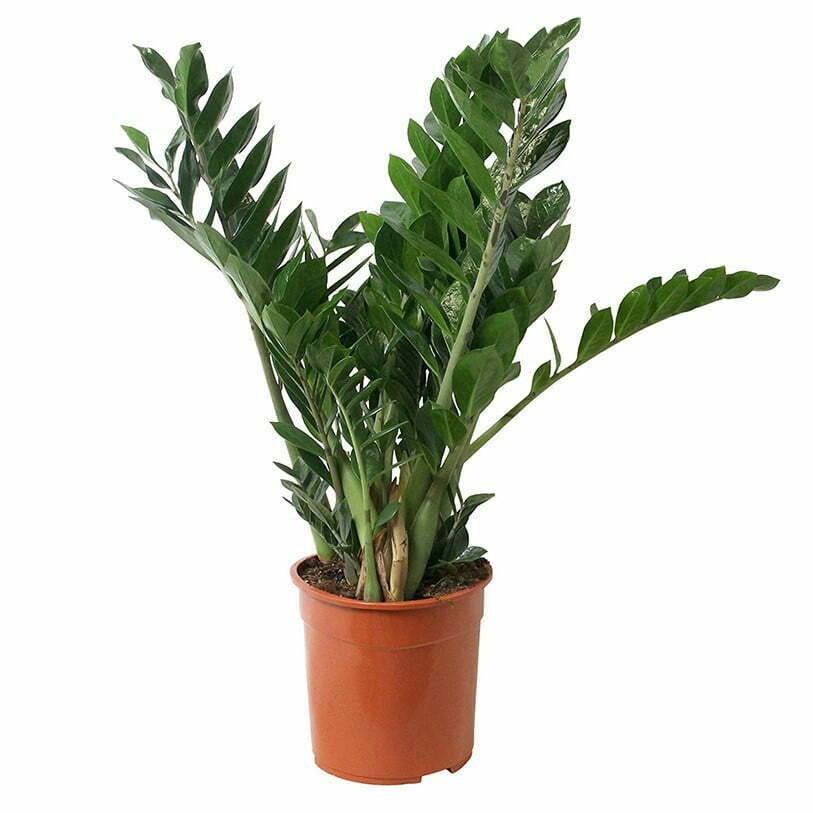 Zamia-Palm