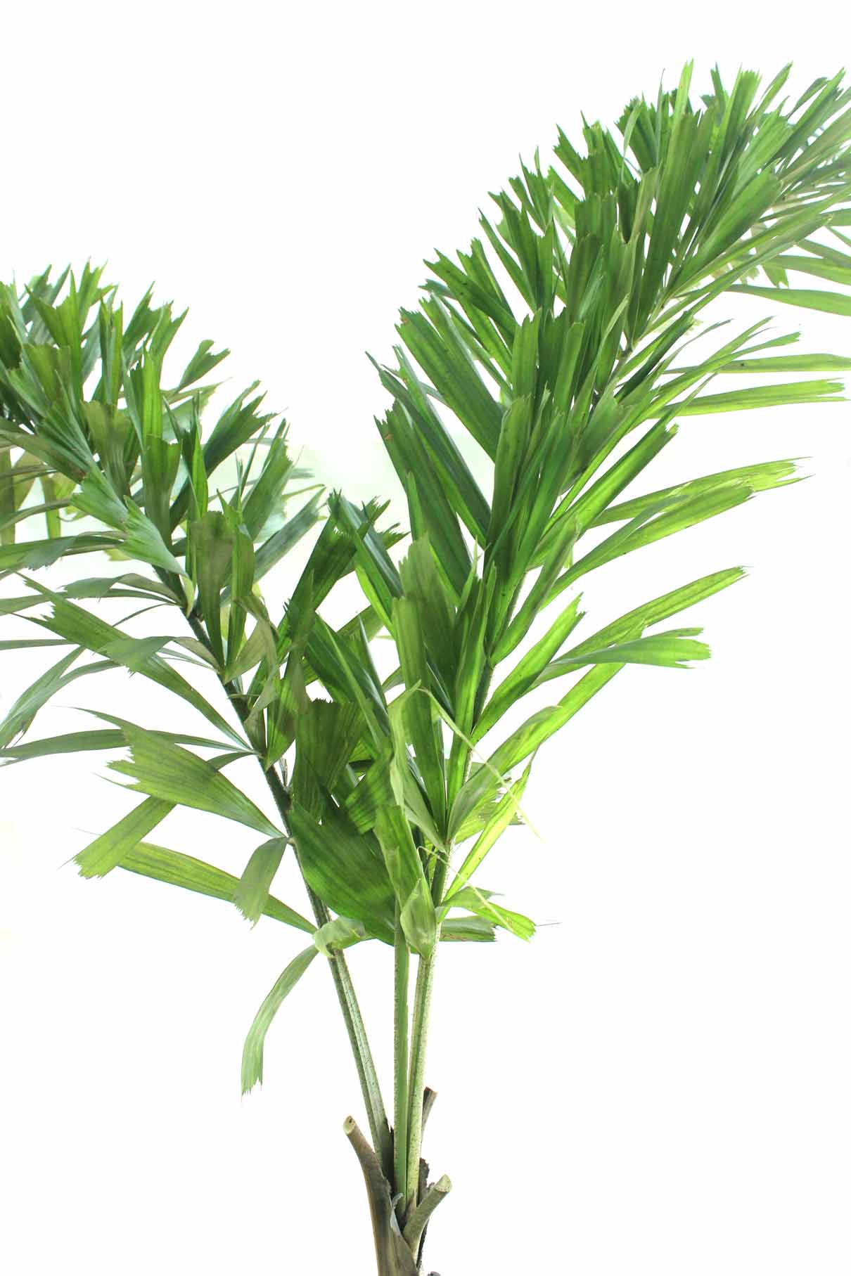 Foxtail-Palm