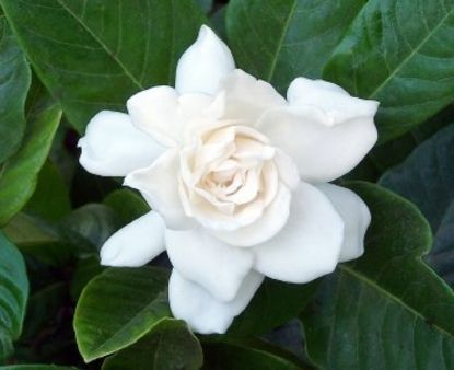 Gardenia-Florida