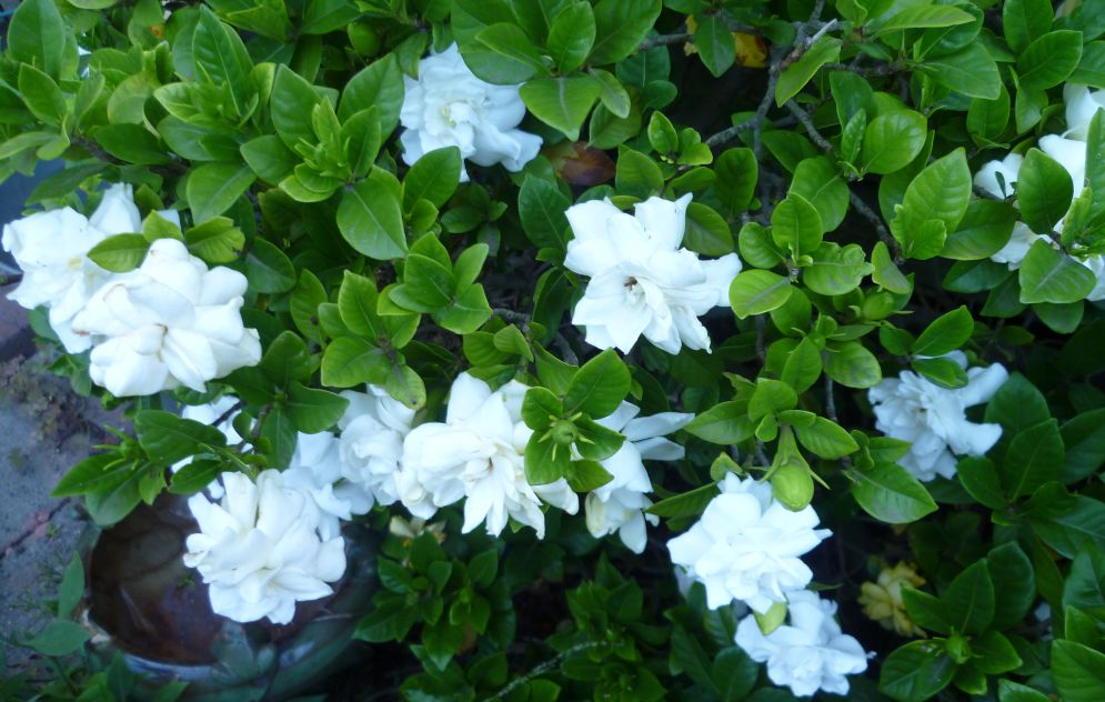 Gardenia-Florida