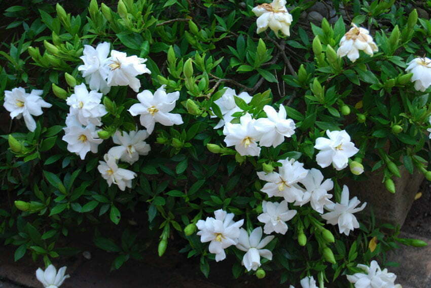 Gardenia-Florida