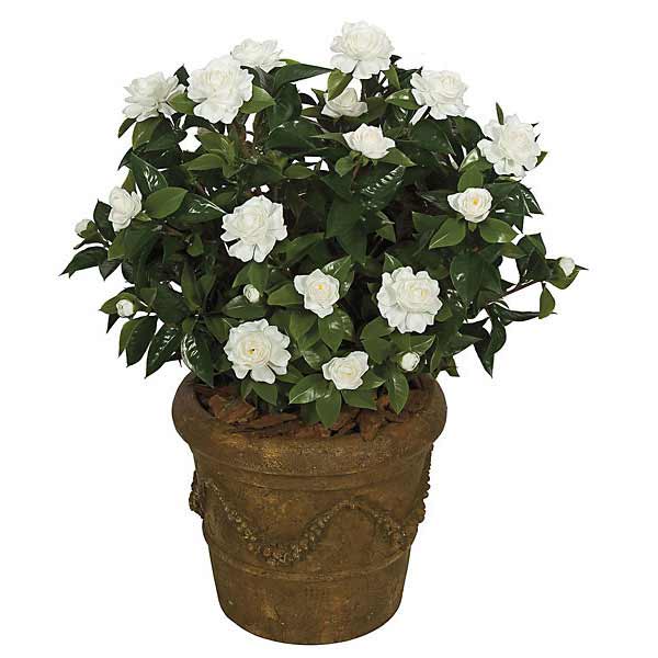 Gardenia-Florida