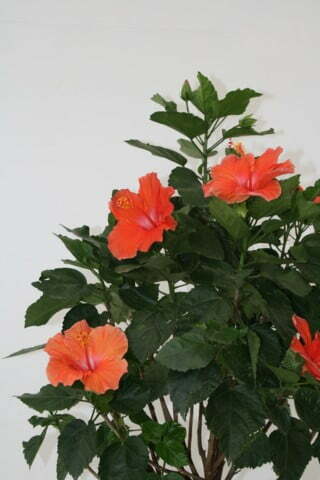 Hibiscus