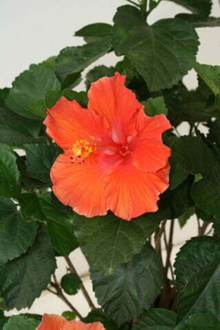 Hibiscus