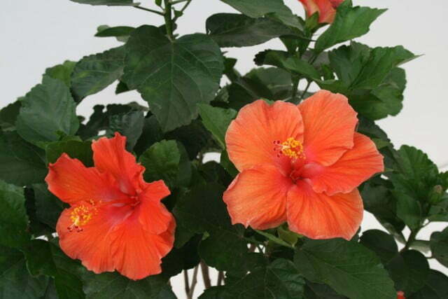 Hibiscus