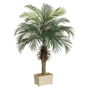 Phoenix-Palm