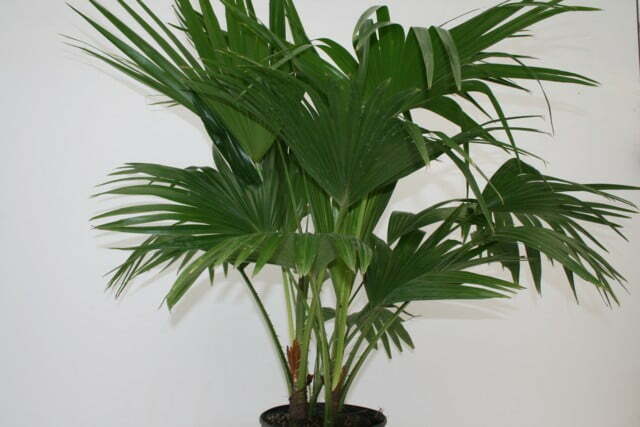 Table-Palm
