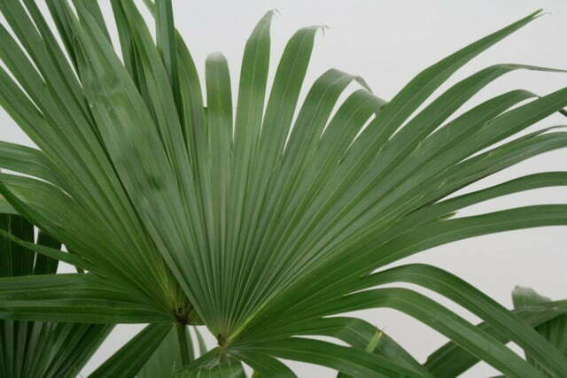 Table-Palm